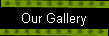 Our Gallery